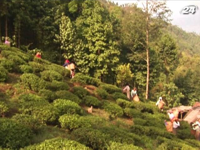 Дарджилинг - главный индийский город чайных плантаций Дарджилинг - главный индийский город чайных плантаций