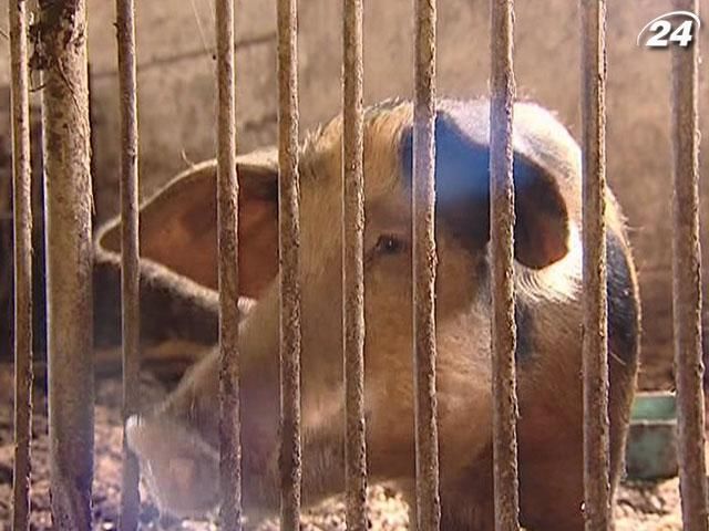 Поголовье свиней в украинских хозяйствах уменьшается Поголовье свиней в украинских хозяйствах уменьшается