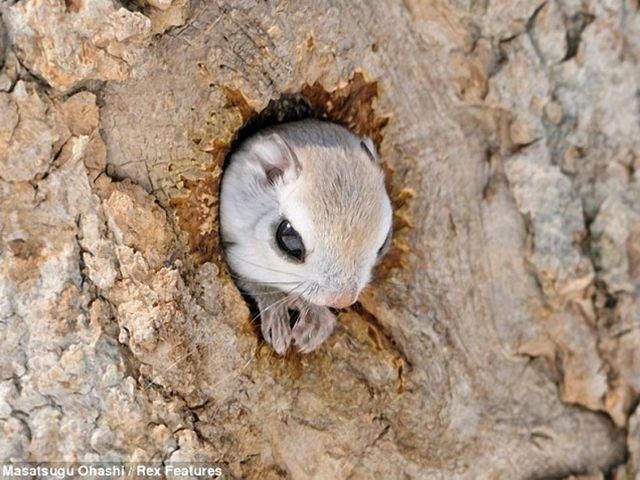 Наймиліші білки – сибірські летяги (Фото) Наймиліші білки – сибірські летяги (Фото)