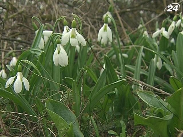 В Крыму нелегально продают подснежники В Крыму нелегально продают подснежники