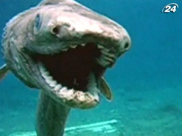 Як виловлюють морських “монстрів” (Відео) Як виловлюють морських “монстрів” (Відео)