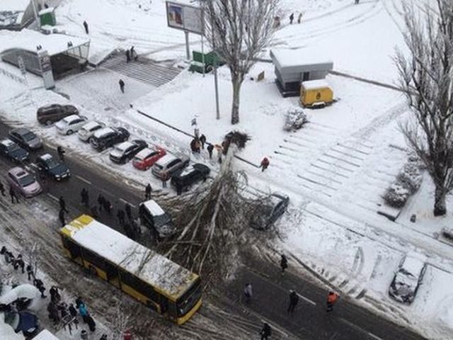 Дерево уничтожило пять автомобилей в Ивано-Франковске