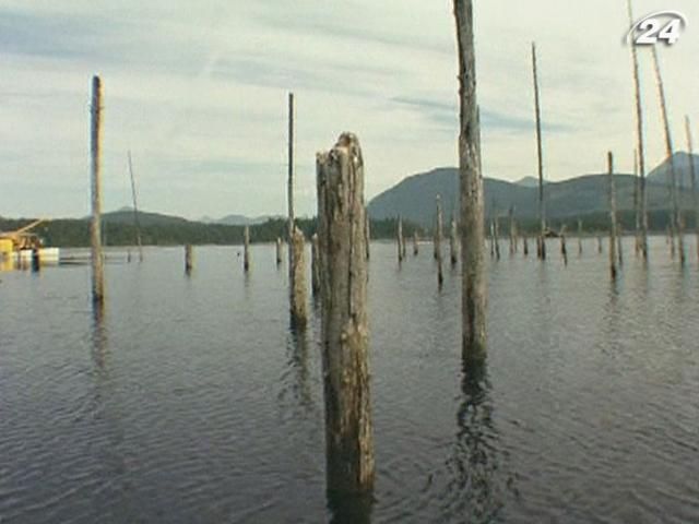 Як пиляють дерева під водою (Відео) Як пиляють дерева під водою (Відео)