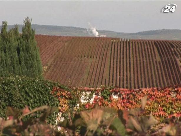 Шампань - колиска французького виноробства Шампань - колиска французького виноробства