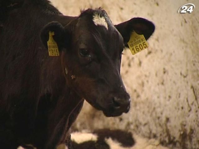 Україна удвічі скоротила дотації на утримання молодняку худоби