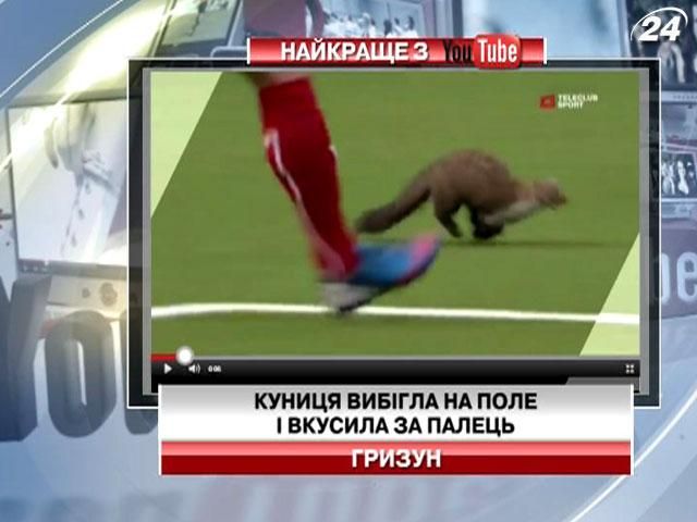 Куница сорвала футбольный матч (Видео)