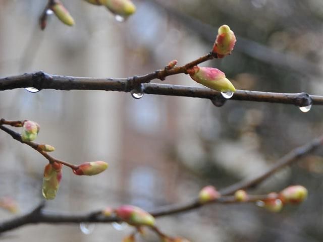До вихідних в Україні стане тепліше, але дощі не минуть До вихідних в Україні стане тепліше, але дощі не минуть
