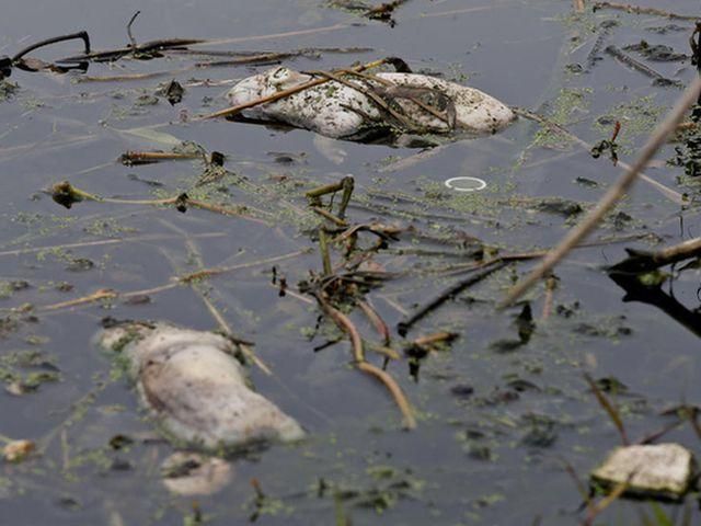 У річках Шанхаю спливли 9 тисяч мертвих свиней У річках Шанхаю спливли 9 тисяч мертвих свиней