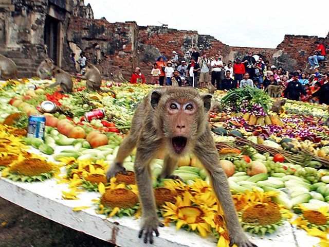 У Таїланді на туристів нападають дикі мавпи У Таїланді на туристів нападають дикі мавпи
