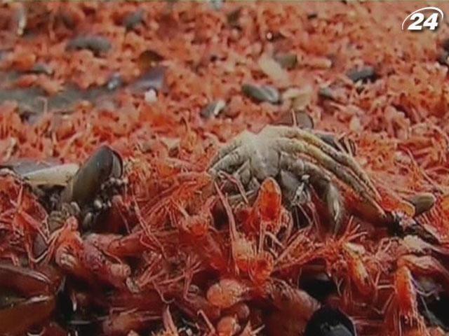 У Чилі десятки тисяч креветок викинулися на берег У Чилі десятки тисяч креветок викинулися на берег