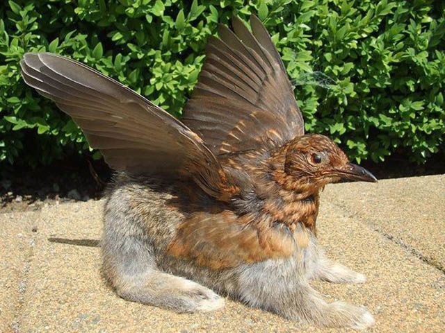 Чучела-Франкенштейни (Фото) Чучела-Франкенштейни (Фото)