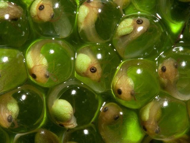 Жительница Южной Кореи контрабандой перевозила головастиков во рту Жительница Южной Кореи контрабандой перевозила головастиков во рту