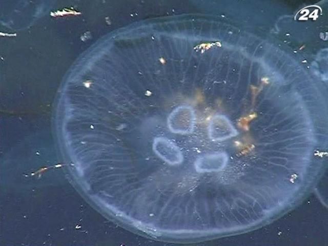 В крымской Балаклаве - нашествие медуз В крымской Балаклаве - нашествие медуз