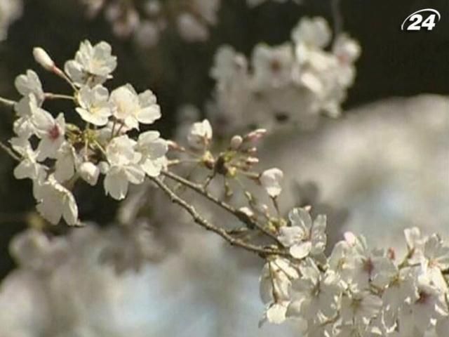 Сакура в Японії розпустилася на 10 днів швидше Сакура в Японії розпустилася на 10 днів швидше