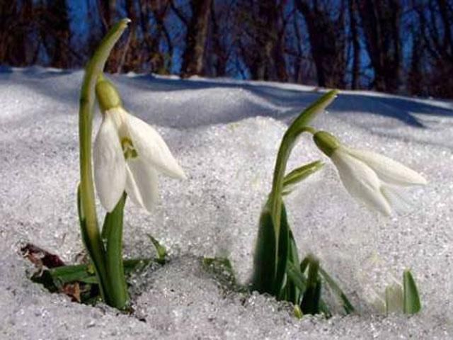 З 30 березня в Україні потепліє, проте сніг затримається
