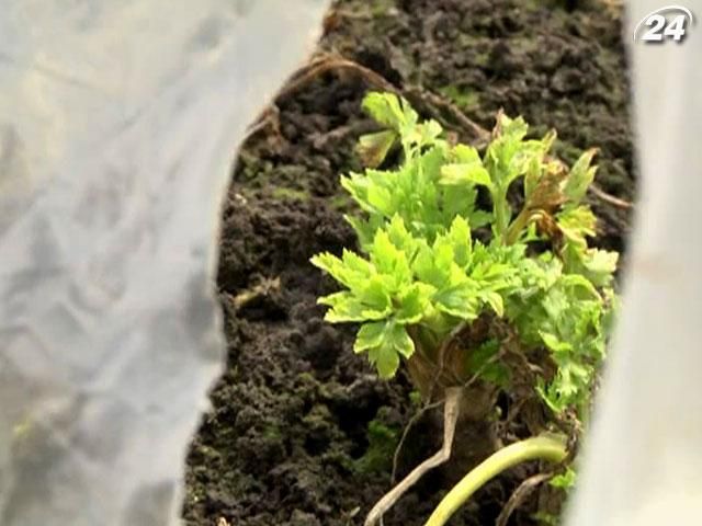 Из-за холодного марта ранние овощи будут поздно Из-за холодного марта ранние овощи будут поздно