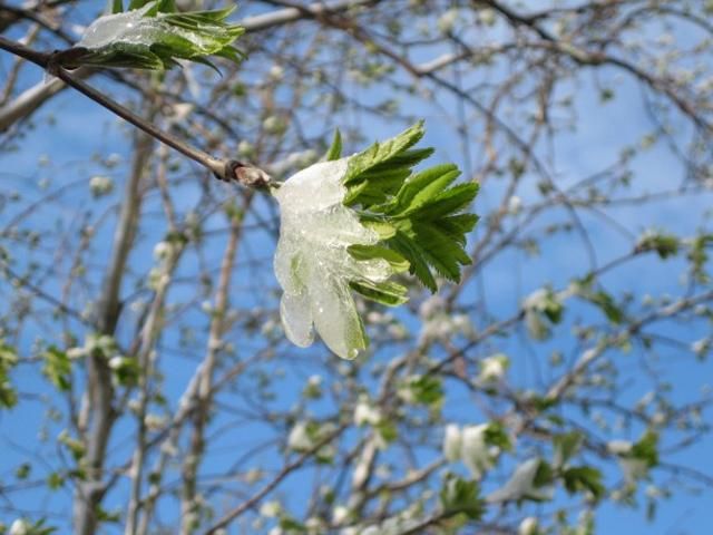 Сегодня будет идти снег только на севере Сегодня будет идти снег только на севере