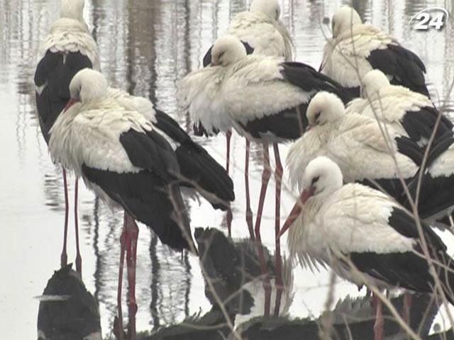 Более полусотни птиц поселились на окраине Львова Более полусотни птиц поселились на окраине Львова