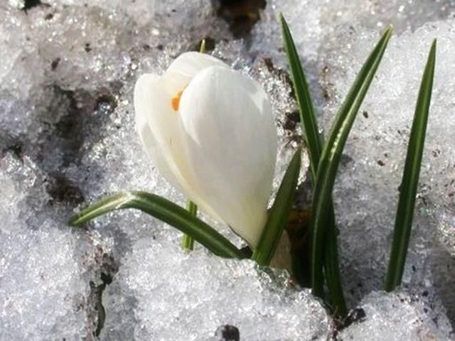 Активно таять снег начнет 5 апреля, - Вилкул Активно таять снег начнет 5 апреля, - Вилкул