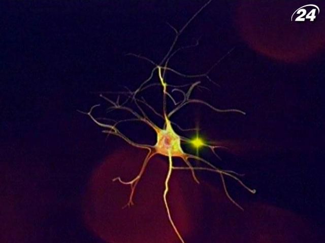 Ученые изучают деятельность биологических часов на клеточном уровне Ученые изучают деятельность биологических часов на клеточном уровне