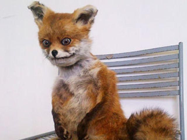 Москва отказалась от "Упоротого лиса" Москва отказалась от "Упоротого лиса"