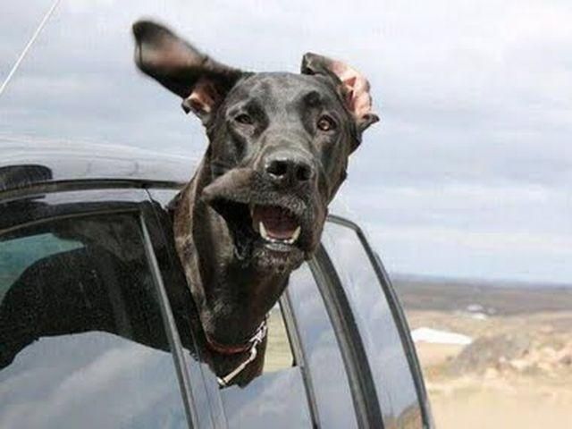 В США собака за рулем сбила пешехода В США собака за рулем сбила пешехода