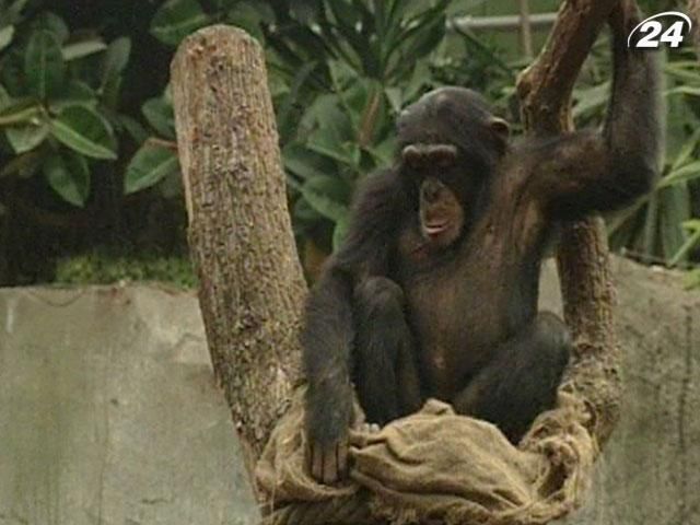 Человеческие гены на 98,7% соответствуют генам обезьяны Человеческие гены на 98,7% соответствуют генам обезьяны