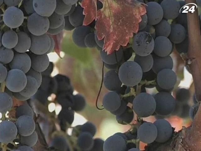 В США вино изготавливают с помощью компьютерной программы В США вино изготавливают с помощью компьютерной программы