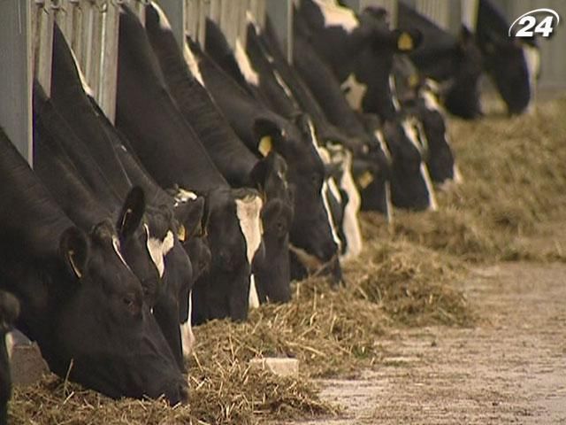 Аграрна галузь зупиниться у разі скасування податкових пільг Аграрна галузь зупиниться у разі скасування податкових пільг