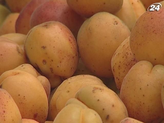 В Україні очікують дефіцит черешень та абрикосів