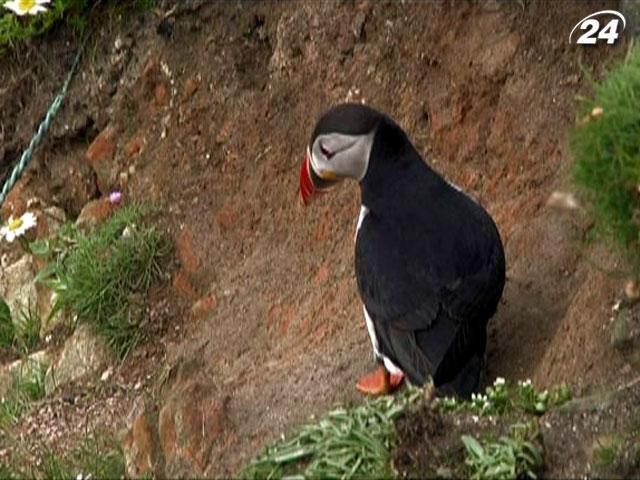 Шетландские острова - дом самых разнообразных пернатых и отборных овец Шетландские острова - дом самых разнообразных пернатых и отборных овец