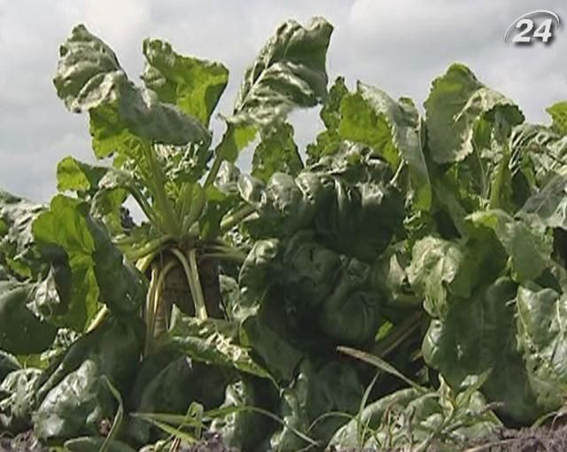 Украина сокращает площади посевов сахарной свеклы на 25% Украина сокращает площади посевов сахарной свеклы на 25%