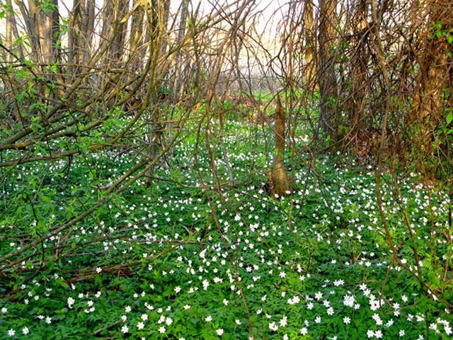 Найближчими днями в Україні потепліє до +19 Найближчими днями в Україні потепліє до +19