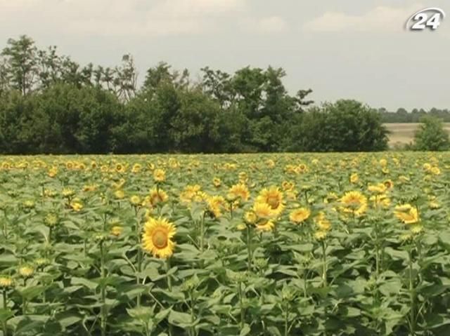 Украина остается самым крупным в мире продавцом масла Украина остается самым крупным в мире продавцом масла