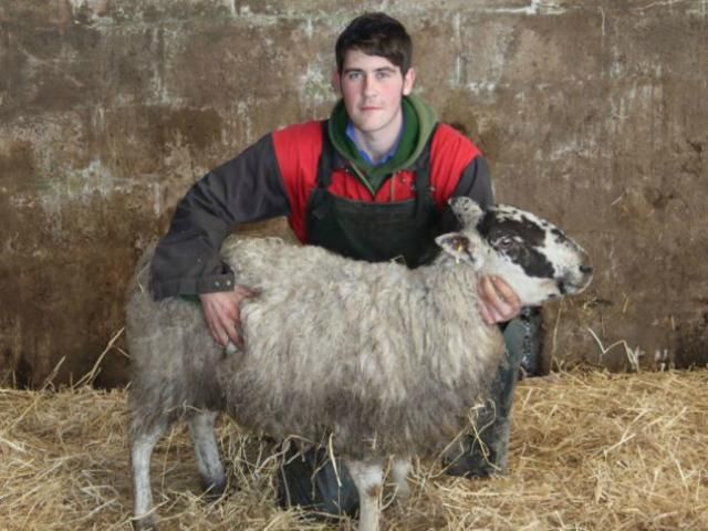Шотландская овца просидела в снежном плену 11 дней (Фото)