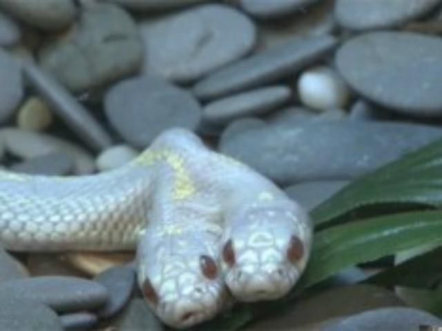 В Московском зоопарке показали уникальную змею (Видео)