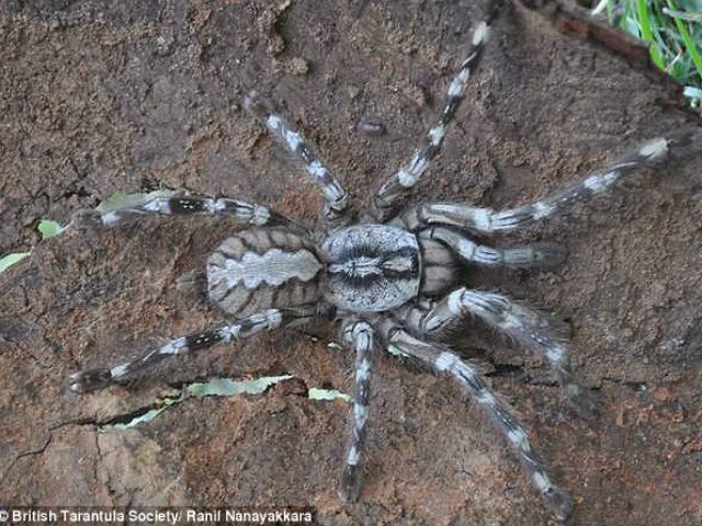 На Шри-Ланке нашли паука-гиганта (Фото. Видео)