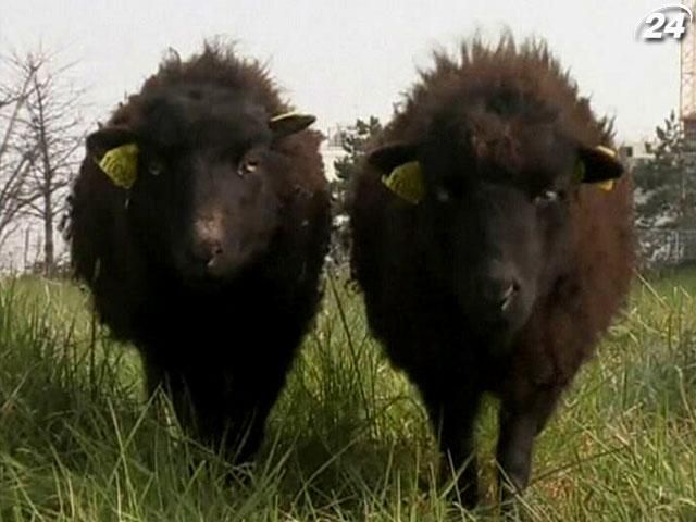 В Париже овец используют вместо газонокосилок В Париже овец используют вместо газонокосилок