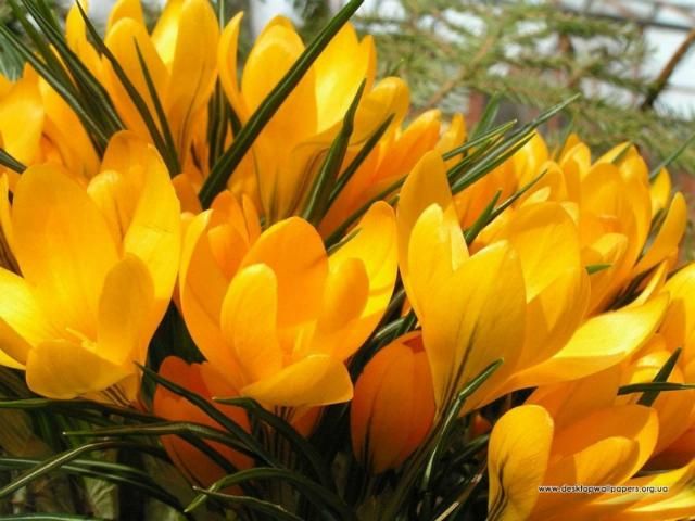 Весна должна прийти с четверга Весна должна прийти с четверга