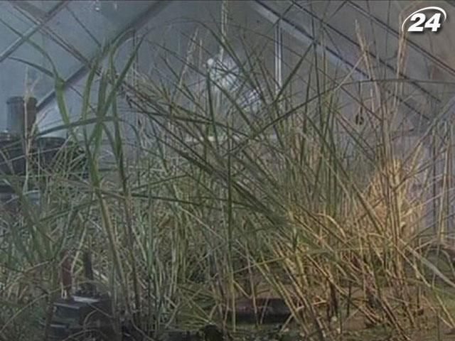 Голландські науковці навчилися добувати енергію з трави