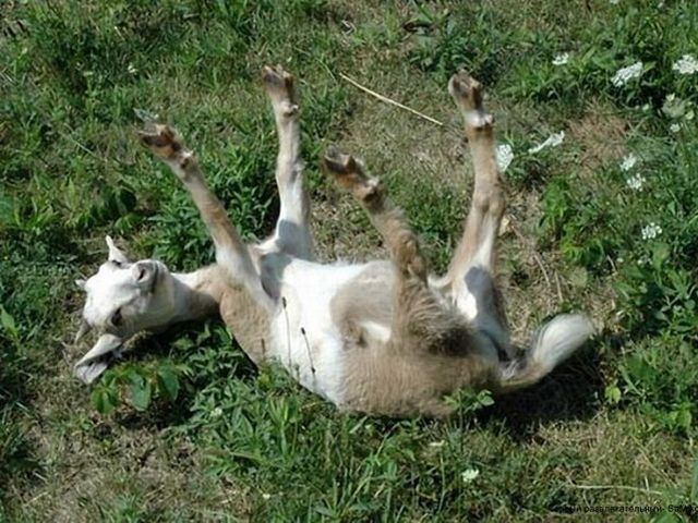 У США живуть кози, які "прикидаються мертвими" (Фото. Відео)