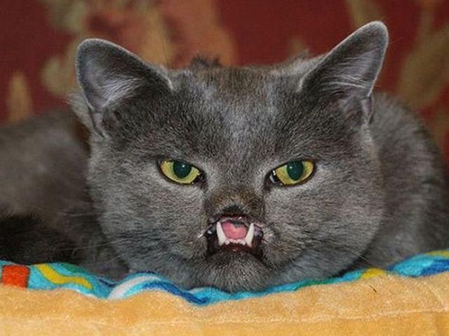 У США живе кіт схожий на вампіра (Фото)