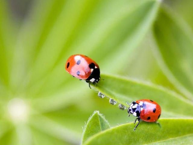 Весна пришла уже надолго, - Укргидрометцентр Весна пришла уже надолго, - Укргидрометцентр