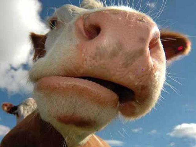 Іноземний турист вкрав 18 корів у Кривому Розі