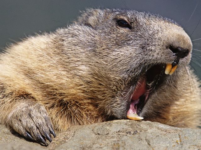 Бобер загриз чоловіка за те, що він хотів з ним сфотографуватися Бобер загриз чоловіка за те, що він хотів з ним сфотографуватися