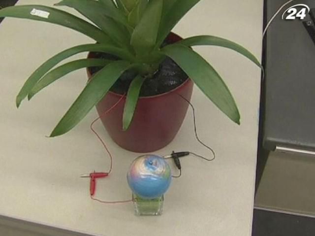 Голландские ученые добывают энергию из растений Голландские ученые добывают энергию из растений