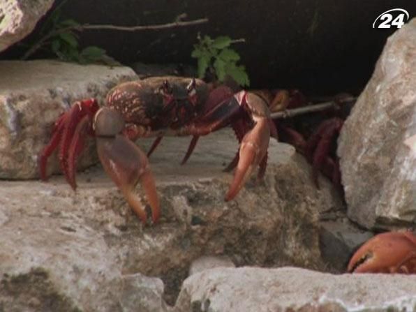 Красные крабы - чудо кубинской провинции Красные крабы - чудо кубинской провинции
