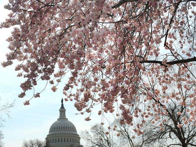 Фестиваль цвітіння сакури у Вашингтоні (Фото) Фестиваль цвітіння сакури у Вашингтоні (Фото)