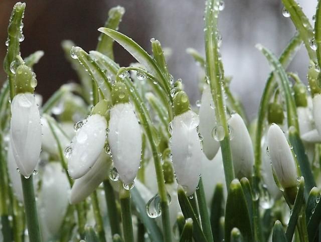 Синоптики прогнозируют Украине настоящую весну только в мае Синоптики прогнозируют Украине настоящую весну только в мае