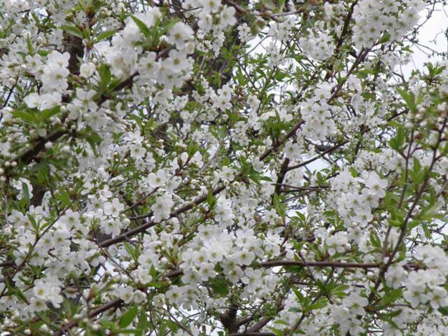 Метеорологи обещают до +24 уже через неделю Метеорологи обещают до +24 уже через неделю